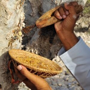 Omani FRANKINCENSE